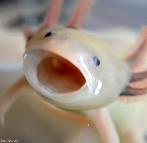 Axolotl  | image tagged in axolotl | made w/ Imgflip meme maker