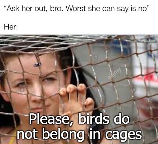 Please, birds do not belong in cages | image tagged in birds | made w/ Imgflip meme maker
