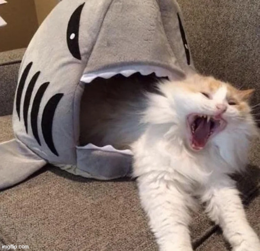 shark eating cat | image tagged in shark eating cat | made w/ Imgflip meme maker