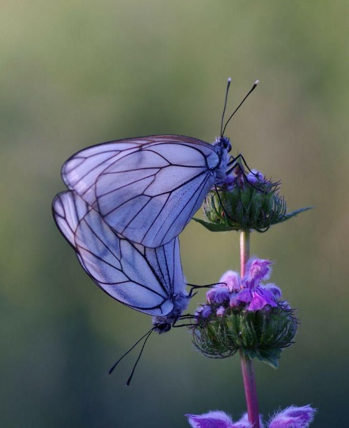 Lavender Butterflies | image tagged in awesome,pics,photography | made w/ Imgflip meme maker