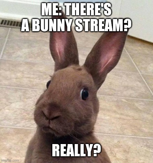 This is the kinda stuff I love about imgflip | ME: THERE'S A BUNNY STREAM? REALLY? | image tagged in really rabbit,bunny | made w/ Imgflip meme maker