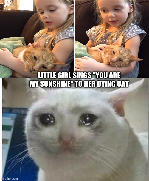 ;-; |  LITTLE GIRL SINGS "YOU ARE MY SUNSHINE" TO HER DYING CAT | image tagged in crying cat | made w/ Imgflip meme maker