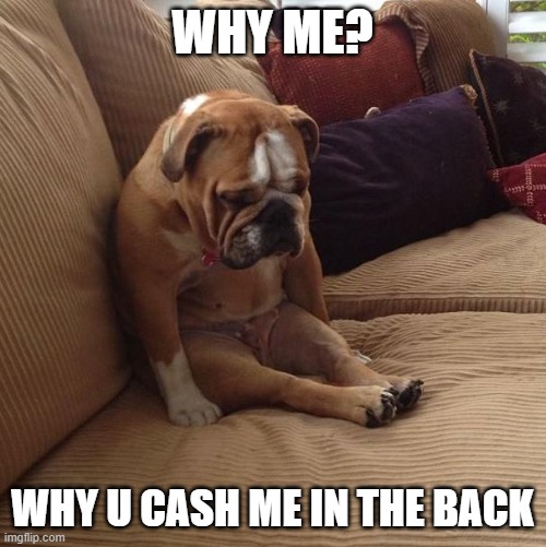 bulldogsad | WHY ME? WHY U CASH ME IN THE BACK | image tagged in bulldogsad | made w/ Imgflip meme maker