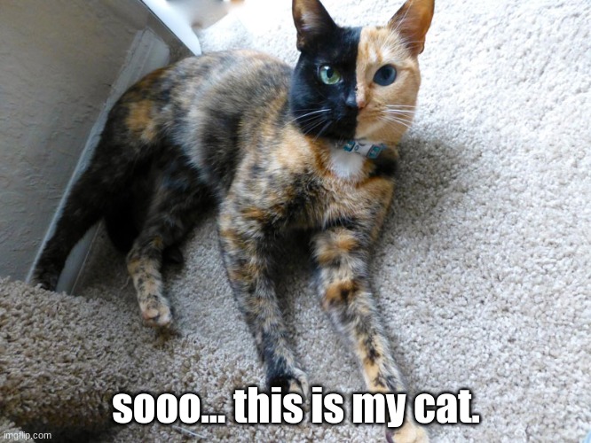 my cat | sooo... this is my cat. | image tagged in my cat,cats | made w/ Imgflip meme maker