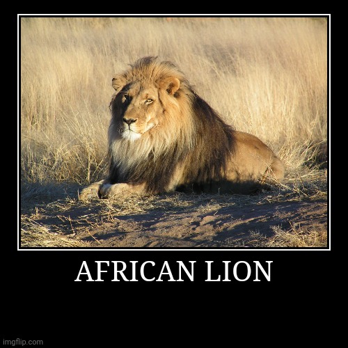 African Lion | image tagged in demotivationals,lion | made w/ Imgflip demotivational maker