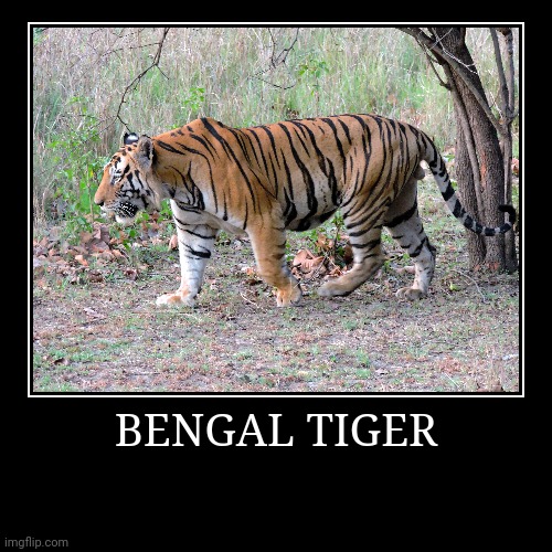 Bengal Tiger | image tagged in demotivationals,tiger | made w/ Imgflip demotivational maker