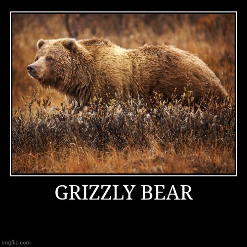 Grizzly Bear | image tagged in demotivationals,bear | made w/ Imgflip demotivational maker