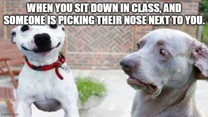 NASTY DOGEY | WHEN YOU SIT DOWN IN CLASS, AND SOMEONE IS PICKING THEIR NOSE NEXT TO YOU. | image tagged in disgusted dogey,booger | made w/ Imgflip meme maker