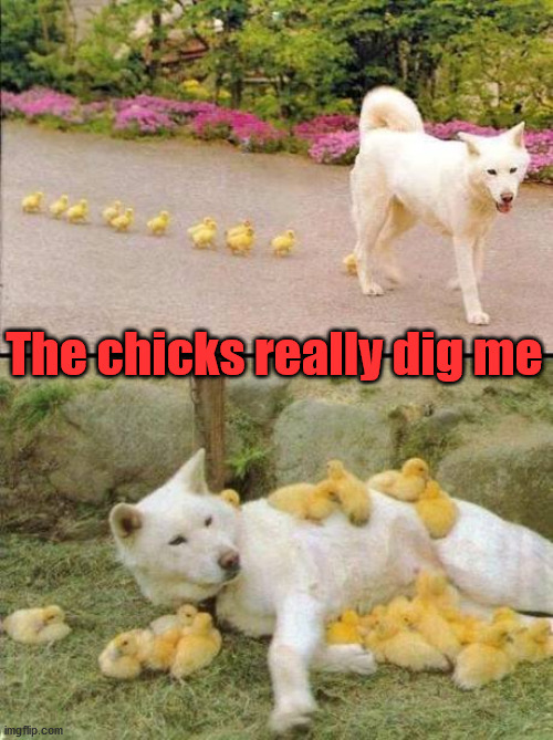 The chicks really dig me | image tagged in dogs | made w/ Imgflip meme maker