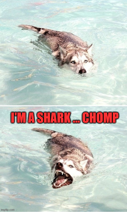 I'M A SHARK ... CHOMP | image tagged in dogs | made w/ Imgflip meme maker