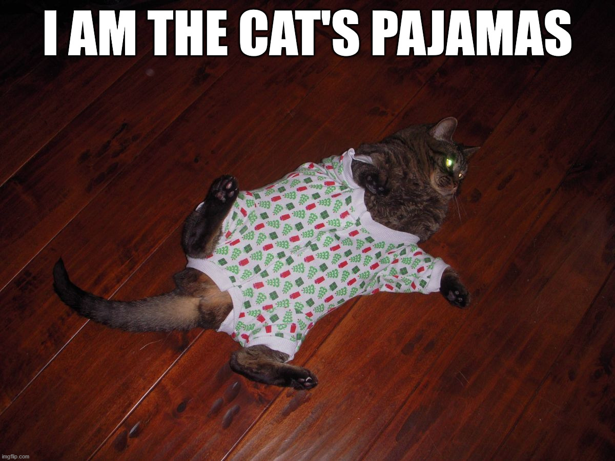 I AM THE CAT'S PAJAMAS | image tagged in cats | made w/ Imgflip meme maker
