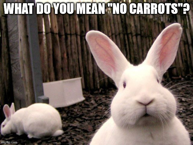 WHAT DO YOU MEAN "NO CARROTS"? | image tagged in bunnies | made w/ Imgflip meme maker