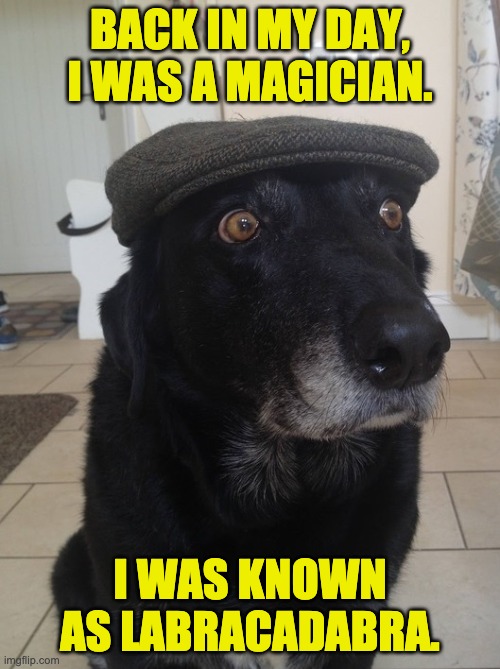 Labracadabra | BACK IN MY DAY, I WAS A MAGICIAN. I WAS KNOWN AS LABRACADABRA. | image tagged in back in my day dog | made w/ Imgflip meme maker