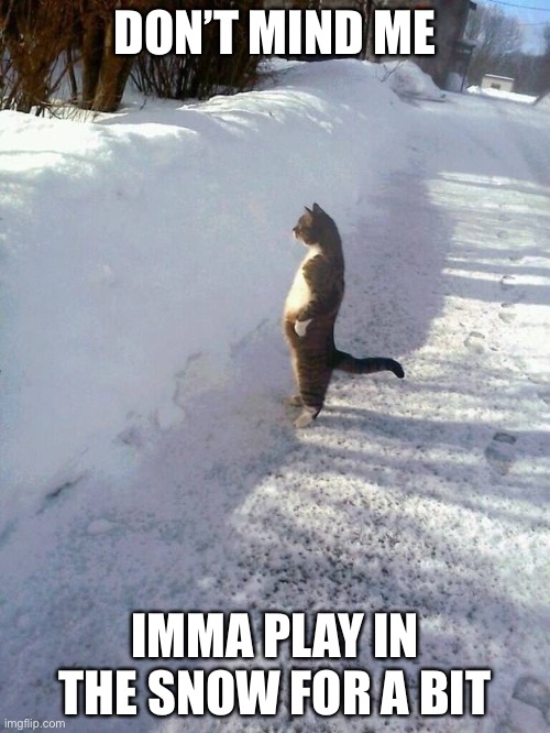 Cat Snow | DON’T MIND ME; IMMA PLAY IN THE SNOW FOR A BIT | image tagged in cat snow | made w/ Imgflip meme maker