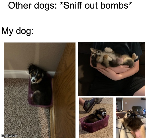 Blank White Template | Other dogs: *Sniff out bombs*; My dog: | image tagged in blank white template,dogs,funny memes,funny dogs | made w/ Imgflip meme maker