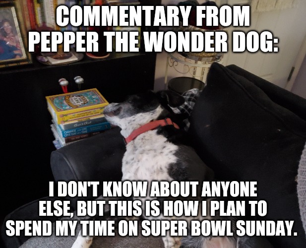 Pepper | COMMENTARY FROM PEPPER THE WONDER DOG:; I DON'T KNOW ABOUT ANYONE ELSE, BUT THIS IS HOW I PLAN TO SPEND MY TIME ON SUPER BOWL SUNDAY. | image tagged in bad pun dog | made w/ Imgflip meme maker