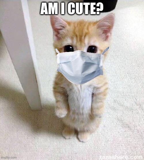 Cute Cat | AM I CUTE? | image tagged in memes,cute cat | made w/ Imgflip meme maker