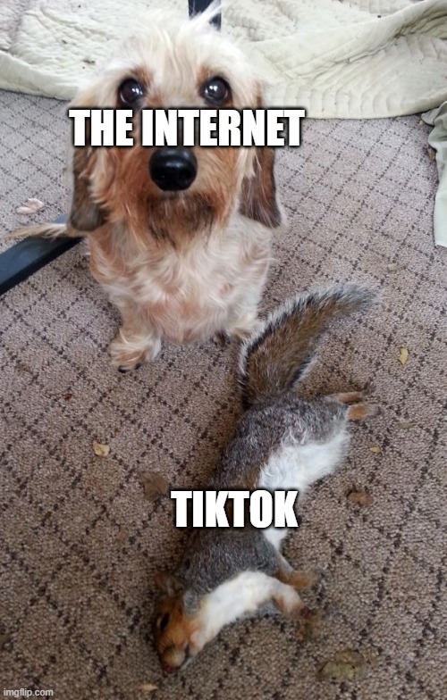 notice how tiktok is dead | THE INTERNET; TIKTOK | image tagged in a gift | made w/ Imgflip meme maker