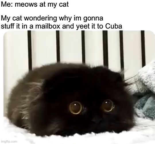 please no yeet | Me: meows at my cat; My cat wondering why im gonna stuff it in a mailbox and yeet it to Cuba | image tagged in cat,cute,memes,funny | made w/ Imgflip meme maker