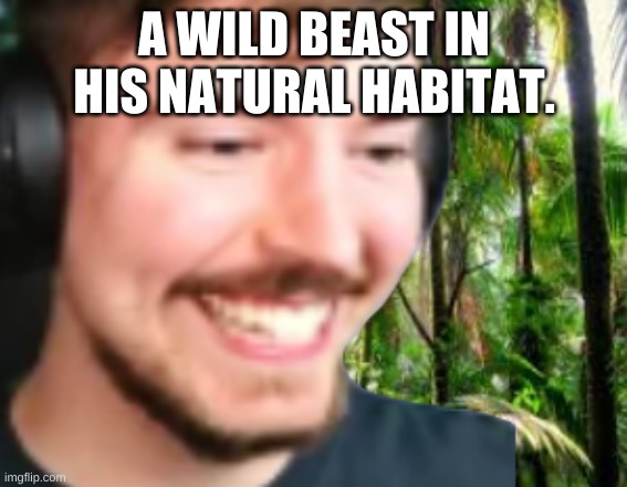 A wild beast in his natural habitat. | A WILD BEAST IN HIS NATURAL HABITAT. | image tagged in mrbeast | made w/ Imgflip meme maker