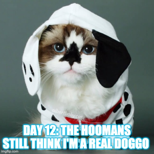 catto? | DAY 12: THE HOOMANS STILL THINK I'M A REAL DOGGO | made w/ Imgflip meme maker