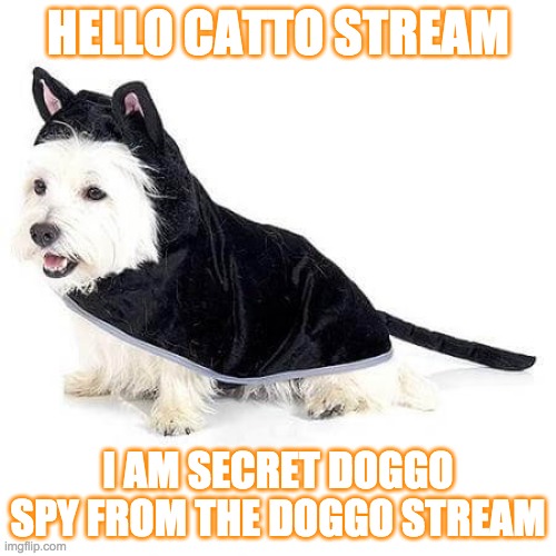 Doggo? | HELLO CATTO STREAM; I AM SECRET DOGGO SPY FROM THE DOGGO STREAM | image tagged in cat | made w/ Imgflip meme maker