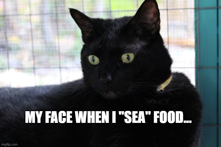 Marga Lazy Cat | MY FACE WHEN I "SEA" FOOD... | image tagged in cats,funny cats,lazy cat,food | made w/ Imgflip meme maker