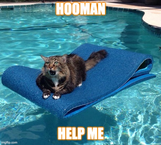 HOOMAN | HOOMAN; HELP ME | image tagged in cat | made w/ Imgflip meme maker