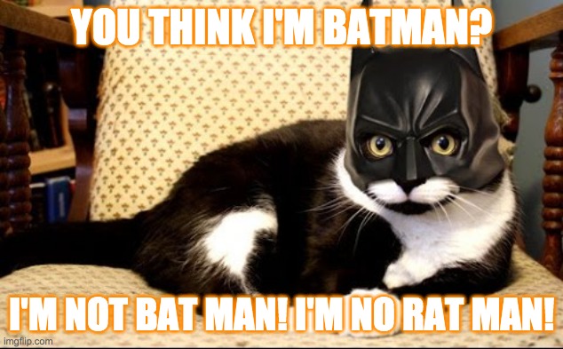 NO RAT MAN TO THE RESCUE | YOU THINK I'M BATMAN? I'M NOT BAT MAN! I'M NO RAT MAN! | image tagged in cat | made w/ Imgflip meme maker