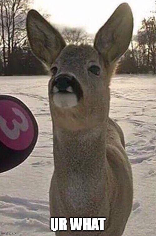 Deer Interview | UR WHAT | image tagged in deer interview | made w/ Imgflip meme maker