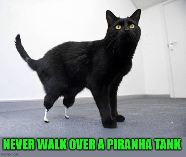 NEVER WALK OVER A PIRANHA TANK | image tagged in cats | made w/ Imgflip meme maker