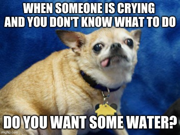Derpy Dog | WHEN SOMEONE IS CRYING  AND YOU DON'T KNOW WHAT TO DO; DO YOU WANT SOME WATER? | image tagged in derpy dog | made w/ Imgflip meme maker