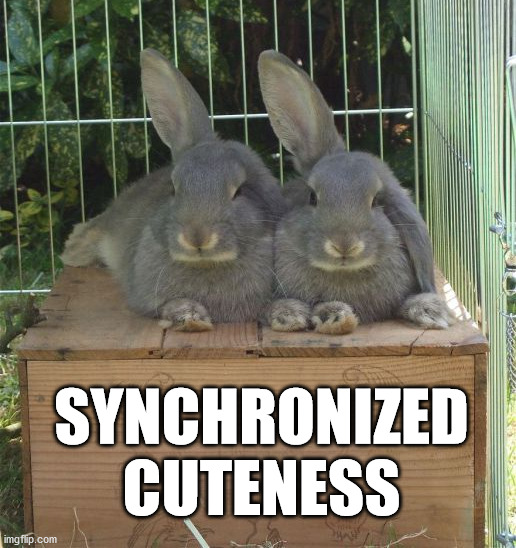 SYNCHRONIZED CUTENESS | image tagged in bunnies | made w/ Imgflip meme maker