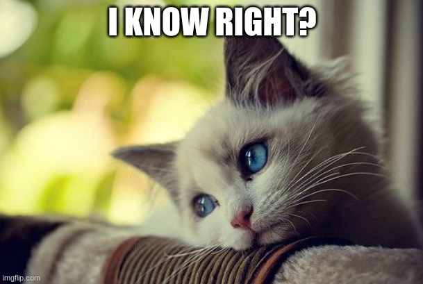 First World Problems Cat Meme | I KNOW RIGHT? | image tagged in memes,first world problems cat | made w/ Imgflip meme maker