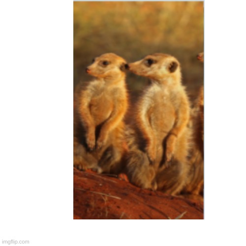 Cute meerkat | image tagged in meerkat | made w/ Imgflip meme maker