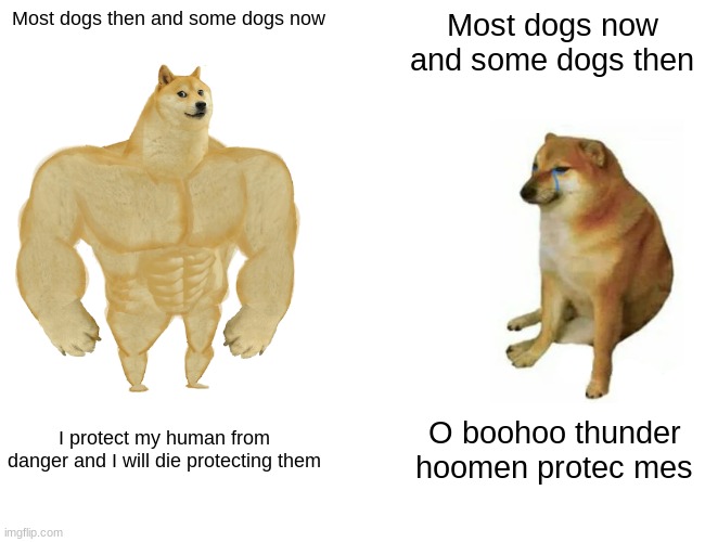 Buff Doge vs. Cheems | Most dogs then and some dogs now; Most dogs now and some dogs then; I protect my human from danger and I will die protecting them; O boohoo thunder hoomen protec mes | image tagged in memes,buff doge vs cheems | made w/ Imgflip meme maker