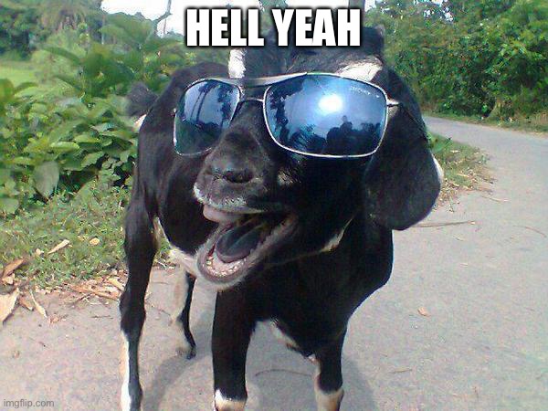 Hell Yeah Goat! | HELL YEAH | image tagged in hell yeah goat | made w/ Imgflip meme maker