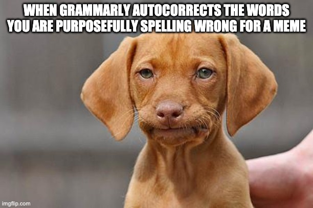 Dissapointed puppy | WHEN GRAMMARLY AUTOCORRECTS THE WORDS YOU ARE PURPOSEFULLY SPELLING WRONG FOR A MEME | image tagged in dissapointed puppy | made w/ Imgflip meme maker