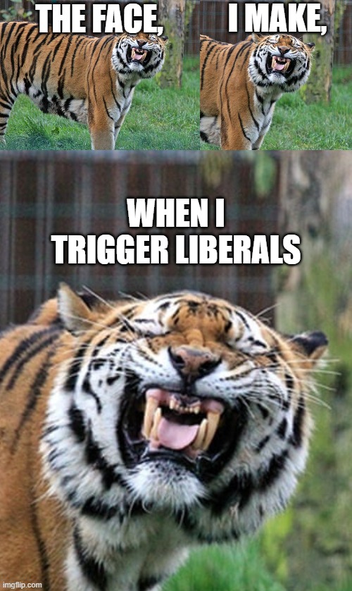 big smiles | I MAKE, THE FACE, WHEN I TRIGGER LIBERALS | image tagged in stupid liberals,lol,funny memes,laughing,triggered | made w/ Imgflip meme maker