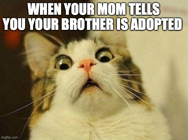 Funny meme | WHEN YOUR MOM TELLS YOU YOUR BROTHER IS ADOPTED | image tagged in memes,scared cat | made w/ Imgflip meme maker
