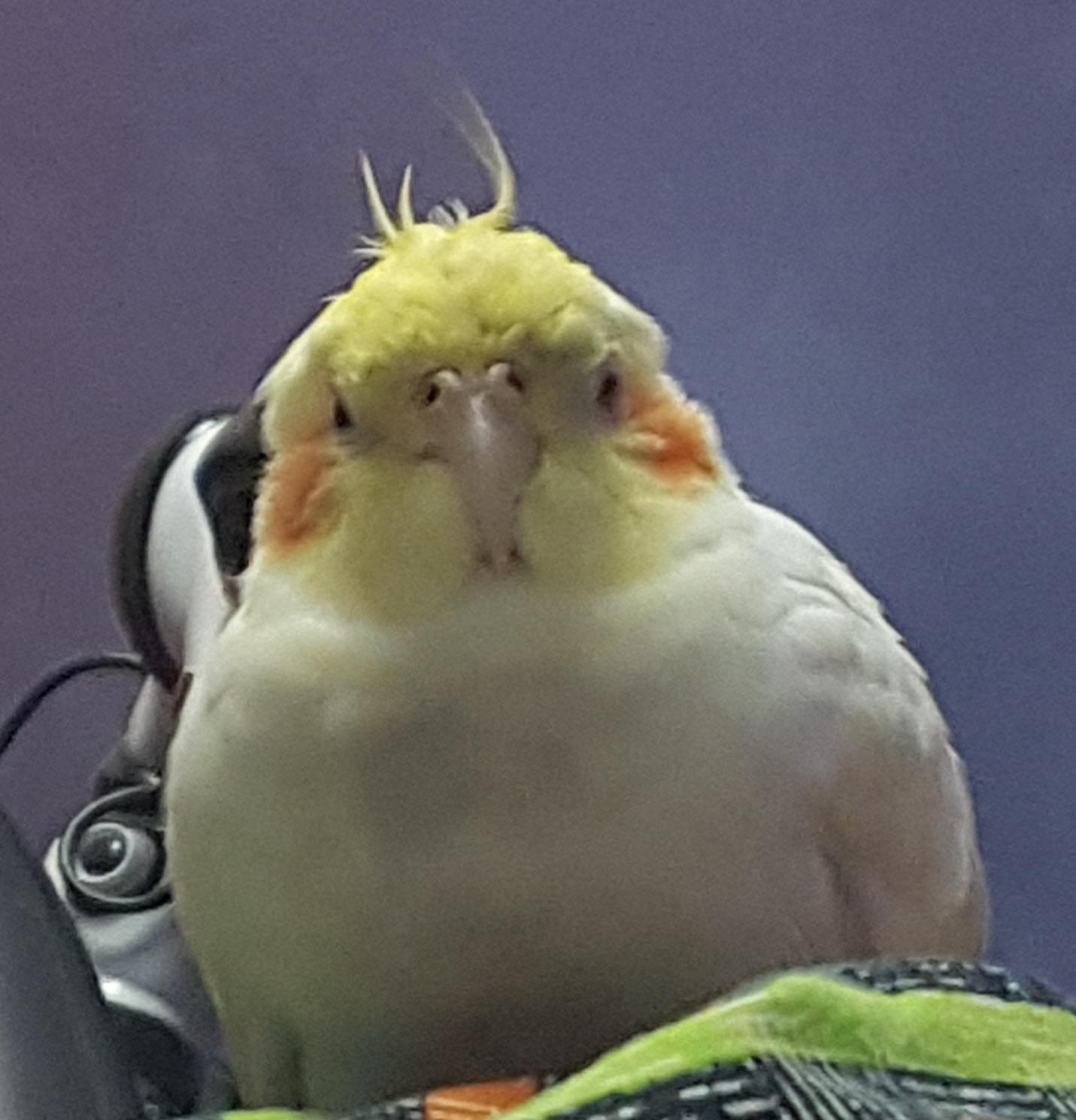High Quality Thicc cockatiel Blank Meme Template