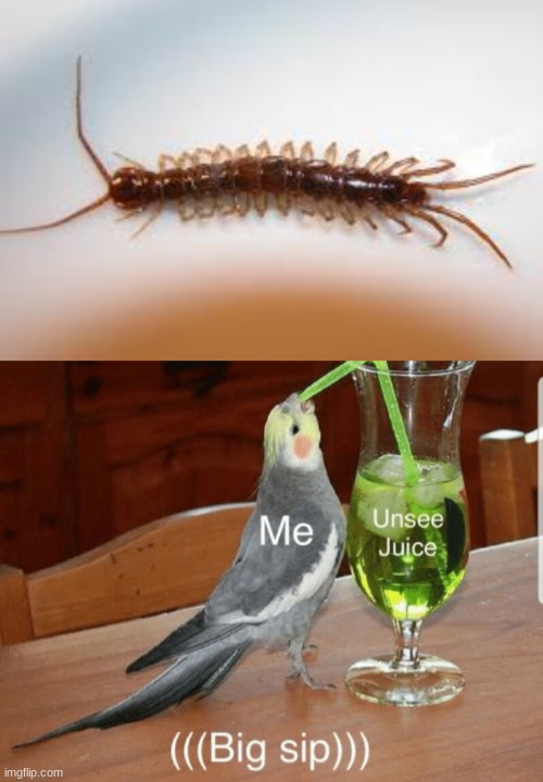 giant tropical centipedes | image tagged in unsee juice | made w/ Imgflip meme maker