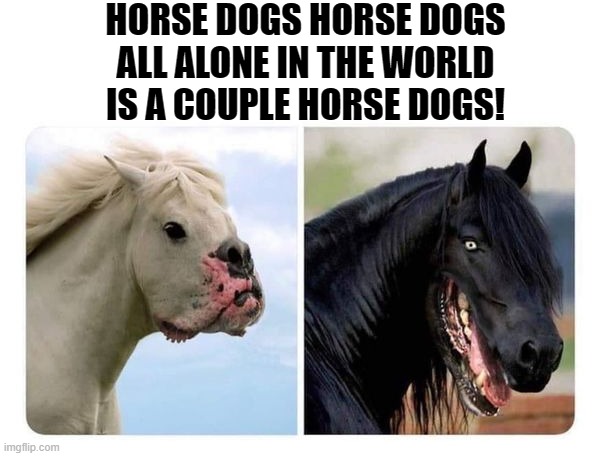 HORSE DOGS HORSE DOGS
ALL ALONE IN THE WORLD
IS A COUPLE HORSE DOGS! | made w/ Imgflip meme maker