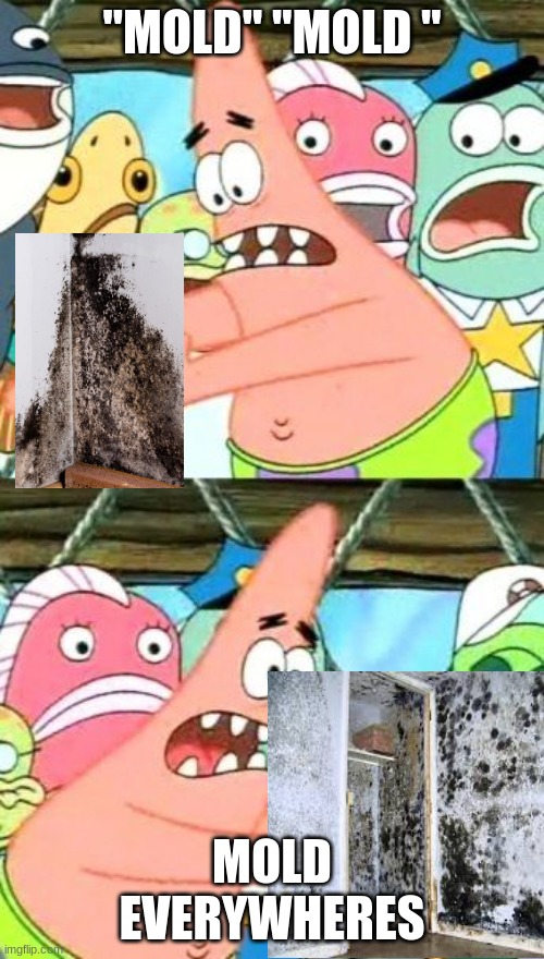 Put It Somewhere Else Patrick | "MOLD" "MOLD "; MOLD EVERYWHERES | image tagged in memes,put it somewhere else patrick | made w/ Imgflip meme maker