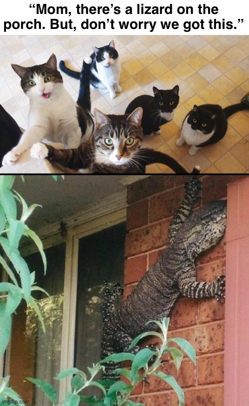 Warriors | “Mom, there’s a lizard on the porch. But, don’t worry we got this.” | image tagged in funny memes,cats,lizards | made w/ Imgflip meme maker