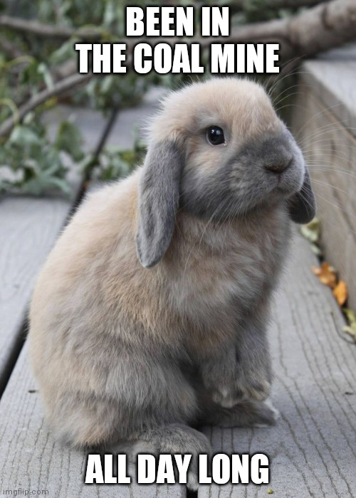 IS THAT A 5 O-CLOCK SHADOW? | BEEN IN THE COAL MINE; ALL DAY LONG | image tagged in bunnies,rabbits,bunny,rabbit | made w/ Imgflip meme maker