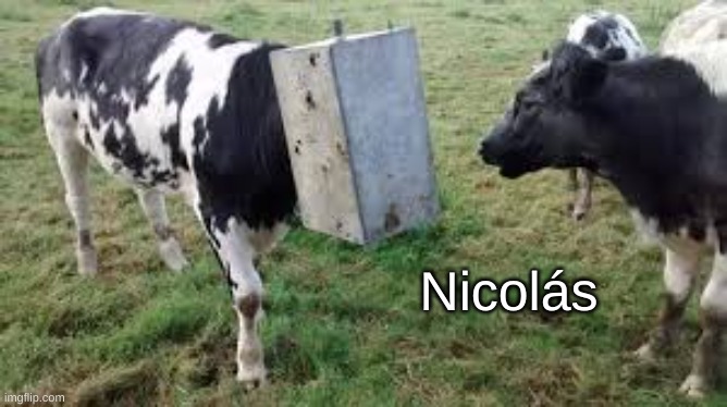 like juan but cow | Nicolás | image tagged in cow | made w/ Imgflip meme maker