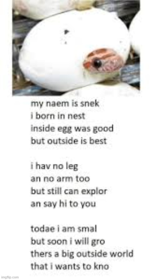 PLEEZE SAY HI TO MR SNEK | made w/ Imgflip meme maker