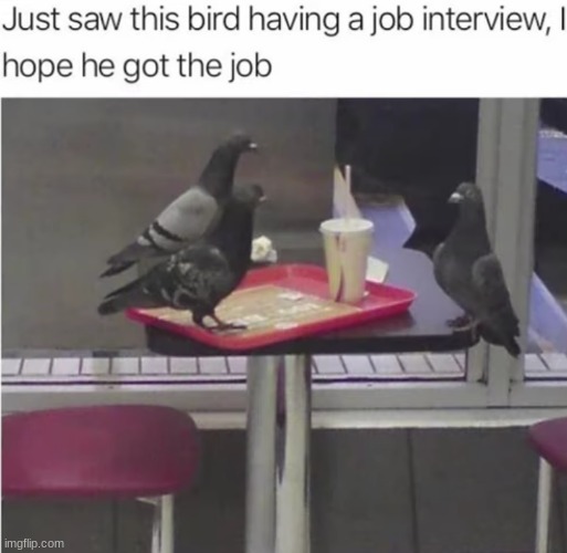 I too hope the bird gets the job | image tagged in job interview,birds,funny | made w/ Imgflip meme maker