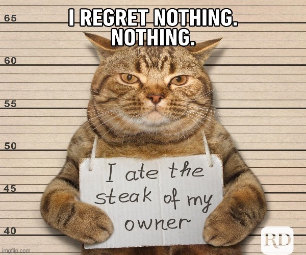 HE REGRETS NOTHING | image tagged in funny,cats | made w/ Imgflip meme maker